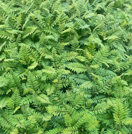 About Us Kerikeri Plant Production